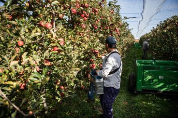 SICA - Homme qui ramasse des pommes dans une exploitation agricole