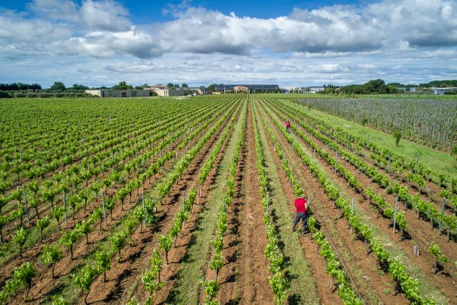 Visite d’un vignoble en agroforesterie